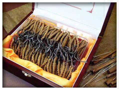 崇仁冬虫夏草回收